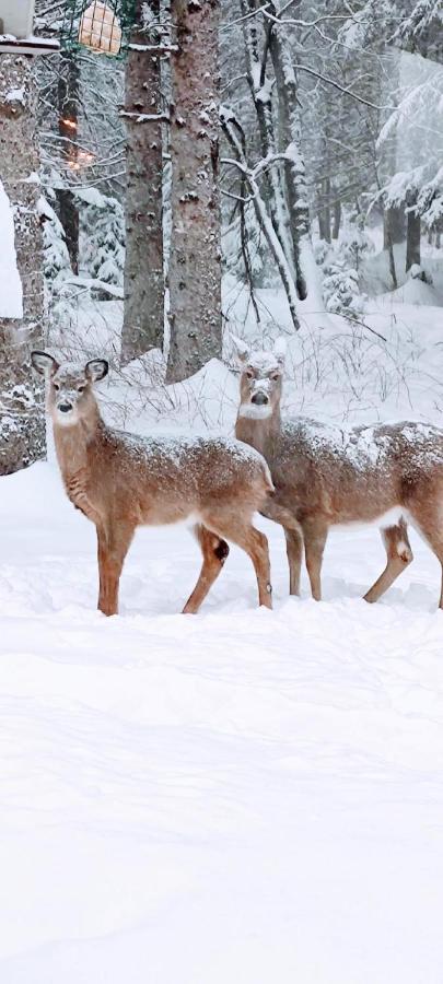 La Tremblante Bed & Breakfast Mont-Tremblant Luaran gambar